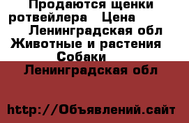 Продаются щенки ротвейлера › Цена ­ 12 000 - Ленинградская обл. Животные и растения » Собаки   . Ленинградская обл.